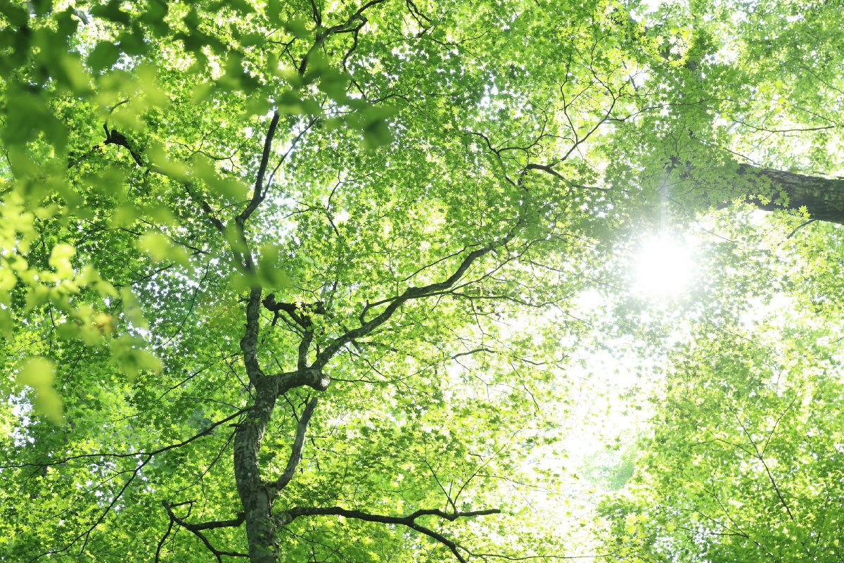 持続可能な未来の実現に向けたクリーンエネルギーとしての進化